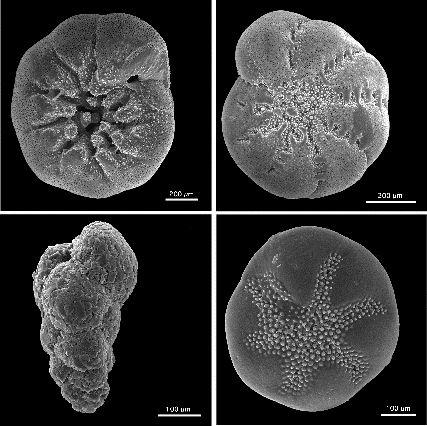 https://cs.wikipedia.org/wiki/D%C3%ADrkono%C5%A1ci#/media/File:Benthic_foraminifera.jpg