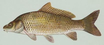 USFWS / Public domain;  https://upload.wikimedia.org/wikipedia/commons/a/a8/Common_carp.jpg