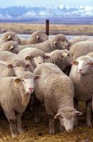 This image is in the public domain because it contains materials that originally came from the Agricultural Research Service, the research agency of the United States Department of Agriculture;  https://commons.wikimedia.org/wiki/File:Flock_of_sheep.jpg#filelinks