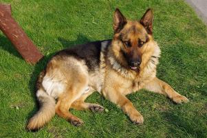 Jakub Hałun, CC BY-SA 4.0 <https://creativecommons.org/licenses/by-sa/4.0>, via Wikimedia Commons; https://upload.wikimedia.org/wikipedia/commons/6/61/20110425_German_Shepherd_Dog_8505.jpg