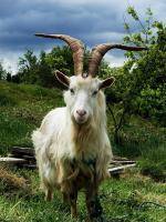 Steve Ford Elliott, CC BY 2.0 <https://creativecommons.org/licenses/by/2.0>, via Wikimedia Commons; https://upload.wikimedia.org/wikipedia/commons/3/39/Irish_Goat.jpg