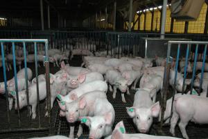 Natural Resources Conservation Service, Public domain, via Wikimedia Commons;  https://upload.wikimedia.org/wikipedia/commons/3/34/Piglets_in_a_pigpen.jpg