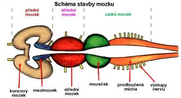 Zdroj obr. učebnice D. Kvasničková