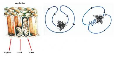 Zdroj obr. učebnice D. Kvasničková