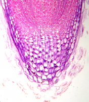 SuperManu, CC BY-SA 2.5 <https://creativecommons.org/licenses/by-sa/2.5>, via Wikimedia Commons; https://upload.wikimedia.org/wikipedia/commons/b/be/Root-tip-tag.png