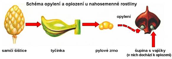 Zdroj obr. učebnice D. Kvasničková