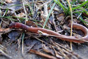 s shepherd  schizoform on flickr, CC BY 2.0 <https://creativecommons.org/licenses/by/2.0>, via Wikimedia Commons; https://upload.wikimedia.org/wikipedia/commons/3/30/20060131_earthworm_hits_dirt.jpg   