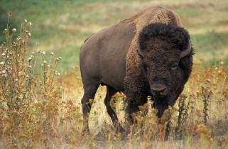 Jack Dykinga / Public domain  https://commons.wikimedia.org/wiki/File:American_bison_k5680-1.jpg