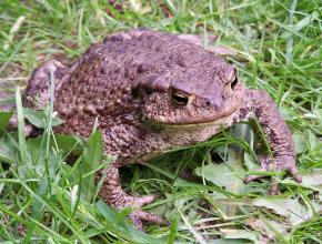 Iric / CC BY-SA (https://creativecommons.org/licenses/by-sa/2.5); https://upload.wikimedia.org/wikipedia/commons/0/08/Bufo_bufo_sitting-Iric2006.jpg