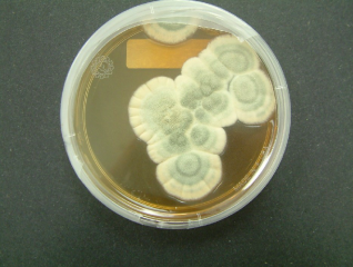 Crulina 98 / CC BY-SA (https://creativecommons.org/licenses/by-sa/3.0)  https://commons.wikimedia.org/wiki/File:Penicillium_notatum.jpg