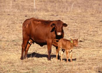 Scott Bauer, USDA ARS, Public domain, via Wikimedia Commons; https://upload.wikimedia.org/wikipedia/commons/d/d4/Cow_with_calf.jpg