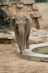 This file is licensed under the Creative Commons Attribution-Share Alike 2.5 Generic license. https://commons.wikimedia.org/wiki/File:Asian_Elephant_Prague_Zoo.jpg
