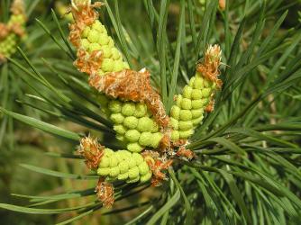 Autor: Jo Jakeman – Pine Tree, CC BY 2.0, https://commons.wikimedia.org/w/index.php?curid=8845555