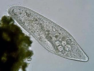 Deuterostome, CC BY-SA 3.0 <https://creativecommons.org/licenses/by-sa/3.0>, via Wikimedia Commons; https://upload.wikimedia.org/wikipedia/commons/4/4e/Paramecium_caudatum_Ehrenberg%2C_1833.jpg