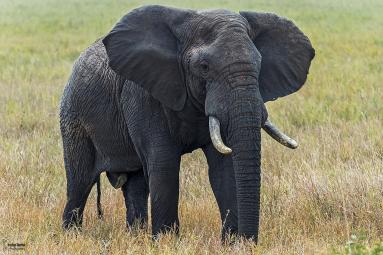 Christian Sanchez, CC BY 3.0 <https://creativecommons.org/licenses/by/3.0>, via Wikimedia Commons;  https://upload.wikimedia.org/wikipedia/commons/a/a0/African_Elephant_%28188286877%29.jpeg
