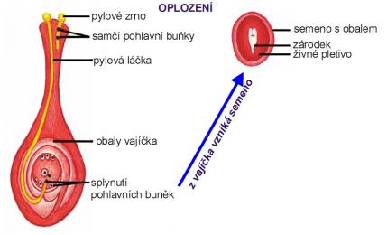 Zdroj obr. učebnice D. Kvasničková