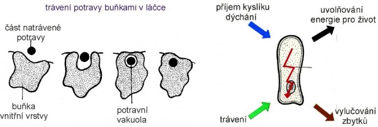 Zdroj obr. učebnice D. Kvasničková