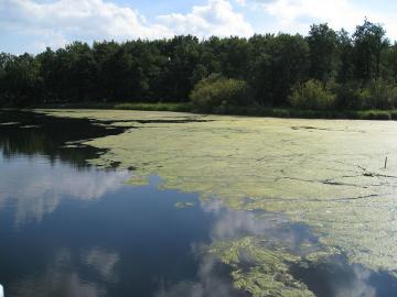By Smaack - Own work, CC BY-SA 4.0, https://commons.wikimedia.org/w/index.php?curid=49010264https://commons.wikimedia.org/wiki/Category:Eutrophication#/media/File:Eutrophied_lake_-_Maack_-_200908_02.jpg