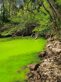 Alexandr Trubetskoy / CC BY-SA (https://creativecommons.org/licenses/by-sa/3.0); https://upload.wikimedia.org/wikipedia/commons/3/36/Potomac_green_water.JPG