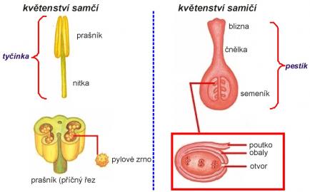 Zdroj obr. učebnice D. Kvasničková