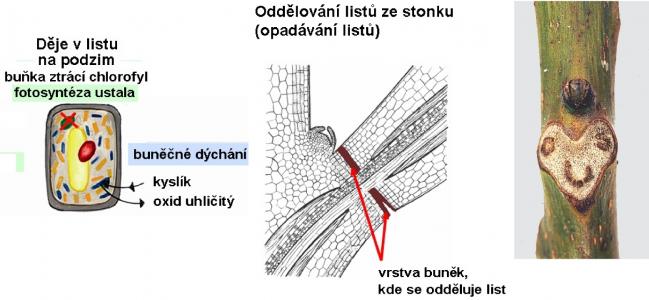 Zdroj obr. učebnice D. Kvasničková