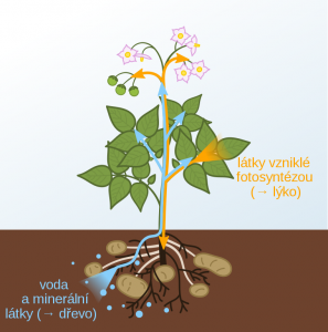 Nefronus, CC BY-SA 4.0 <https://creativecommons.org/licenses/by-sa/4.0>, via Wikimedia Commons;  https://upload.wikimedia.org/wikipedia/commons/5/55/Xylem_and_phloem_diagram_cs.svg
