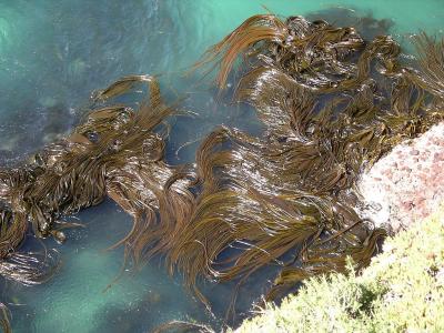 This work has been released into the public domain by its author, Velela. This applies worldwide; https://commons.wikimedia.org/wiki/File:Kelp_forest_Otago_1s.JPG