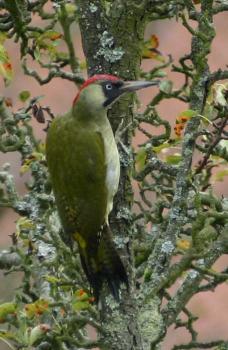 https://commons.wikimedia.org/wiki/File:Gr%C3%BCnspecht_Picus_viridis.jpg  Sven Teschke, Büdingen / CC BY-SA 2.0 DE (https://creativecommons.org/licenses/by-sa/2.0/de/deed.en)