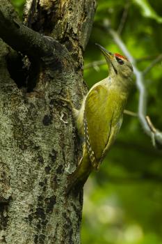 Francesco Veronesi from Italy / CC BY-SA (https://creativecommons.org/licenses/by-sa/2.0); https://upload.wikimedia.org/wikipedia/commons/9/94/Grey-headed_Woodpecker_-_Italy_S4E5692.jpg 