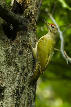 Francesco Veronesi from Italy / CC BY-SA (https://creativecommons.org/licenses/by-sa/2.0); https://upload.wikimedia.org/wikipedia/commons/9/94/Grey-headed_Woodpecker_-_Italy_S4E5692.jpg 