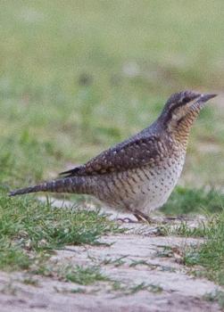 Ron Knight / CC BY (https://creativecommons.org/licenses/by/2.0); https://upload.wikimedia.org/wikipedia/commons/2/29/Eurasian_Wryneck_%28Jynx_torquilla%29.jpg