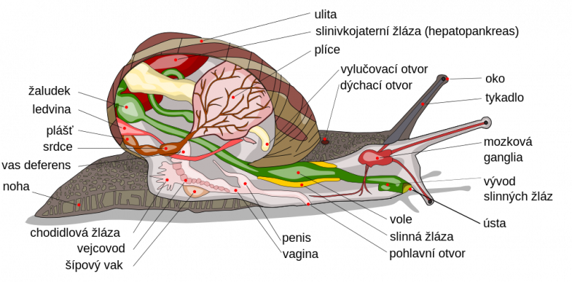 Autor: Al2 (původní obrázek • original picture • origina bildo)Jeff Dahl (popisky aj. • description etc. • priskriboj k. a.)Michal Maňas (překlad • translation • traduko) – Image:Snail diagram-en edit1.svg  Tento vektorový obrázek byl vytvořen programem Inkscape., CC BY-SA 4.0, https://commons.wikimedia.org/w/index.php?curid=3878798