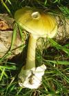 https://cs.wikipedia.org/wiki/Muchom%C5%AFrka_zelen%C3%A1#/media/Soubor:Amanita_phalloides.jpg  CC BY 1.0