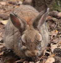 https://upload.wikimedia.org/wikipedia/commons/9/9a/Saerbeck_-_Wildfreigehege_N%C3%B6ttler_Berg_-_Oryctolagus_cuniculus-Myxomatosis_01_ies.jpg