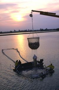 As a work of the U.S. federal government, the image is in the public domain.    https://upload.wikimedia.org/wikipedia/commons/4/41/Delta_Pride_Catfish_farm_harvest.jpg