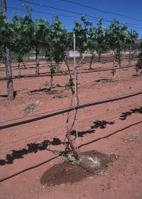 Jeff Vanuga, USDA Natural Resources Conservation Service / Public domain  https://commons.wikimedia.org/wiki/File:VineyardDrip.JPG