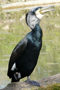 Iacopo.lea own work licensed under the Creative Commons Attribution-Share Alike 3.0 Unported, 2.5 Generic, 2.0 Generic and 1.0 Generic license. https://commons.wikimedia.org/wiki/File:Cormorano.jpg#filelinks