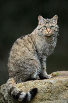 https://commons.wikimedia.org/wiki/File:Felis_silvestris_silvestris_Luc_Viatour.jpg  Lviatour / CC BY-SA (https://creativecommons.org/licenses/by-sa/3.0)