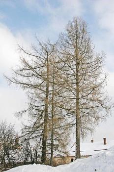 Prazak / Public domain; https://upload.wikimedia.org/wikipedia/commons/c/cc/Larix_decidua_Winter.jpg