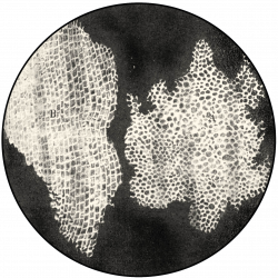 https://commons.wikimedia.org/wiki/File:RobertHookeMicrographia1665.jpg  Robert Hooke (1635–1707) / Public domain