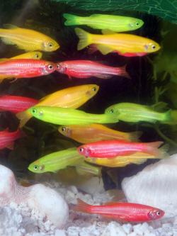 Autor: www.glofish.com – http://www.glofish.com/images/glofish_005.jpg, Attribution, https://commons.wikimedia.org/w/index.php?curid=1820953