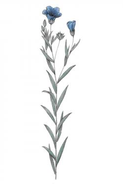 Autor: Dictionaire des plantes suisses, Volné dílo, https://commons.wikimedia.org/w/index.php?curid=17920640