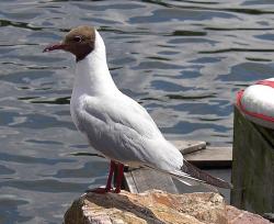 Onderwijsgek own work licensed under the Creative Commons Attribution-Share Alike 2.5 Netherlands license. https://commons.wikimedia.org/wiki/File:Harderwijk_Dolfinarium_Larus_ridibundus_Kokmeeuw.JPG#filelinks