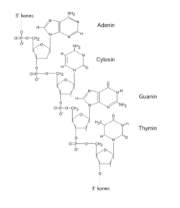 https://cs.wikipedia.org/wiki/DNA#/media/Soubor:Dna_strand3_cs.png  Autor: Dna_strand3.png: Boumphreyfrderivative work: Vojtech.dostal (talk) – Dna_strand3.png, CC BY-SA 3.0, https://commons.wikimedia.org/w/index.php?curid=15767009