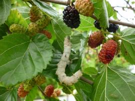 Gorkaazk / CC BY (https://creativecommons.org/licenses/by/3.0);  https://upload.wikimedia.org/wikipedia/commons/e/e5/Silkworm_mulberry_tree_zetarra_marugatze_arbolean3.JPG