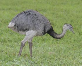 Autor: Lip Kee Yap – originally posted to Flickr as Greater Rhea (Rhea americana), CC BY-SA 2.0, https://commons.wikimedia.org/w/index.php?curid=5101657