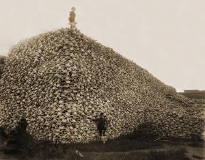 Unknown authorPhoto edited by User:PawełMM / Public domain   https://cs.wikipedia.org/wiki/Bizon_americk%C3%BD#/media/File:Bison_skull_pile-restored.jpg