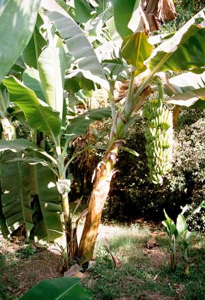 https://commons.wikimedia.org/wiki/File:Luxor,_Banana_Island,_Banana_Tree,_Egypt,_Oct_2004.jpg    CC BY-SA 2.0, https://commons.wikimedia.org/w/index.php?curid=222790