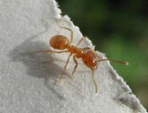 https://commons.wikimedia.org/wiki/File:Lasius.flavus.jpg  From Wikimedia Commons, the free media repository