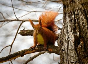 https://commons.wikimedia.org/wiki/Category:Sciurus_vulgaris#/media/File:Squirrel_on_a_branch_(17025126530).jpg